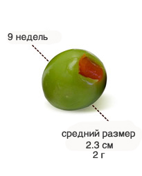 9 недель.jpg